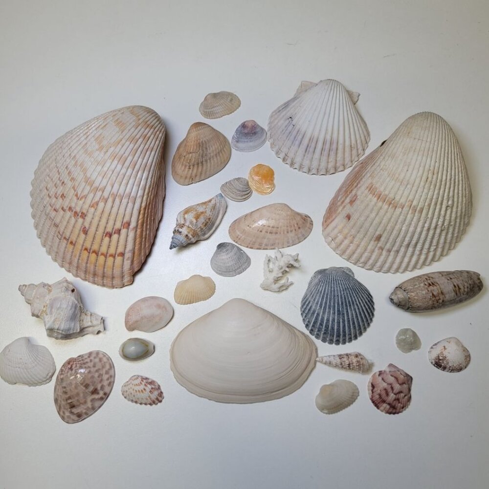 Nautical Seashell Decor Starfish Lot Mixed Sizes Colors Half‎ Clam 25 Pieces